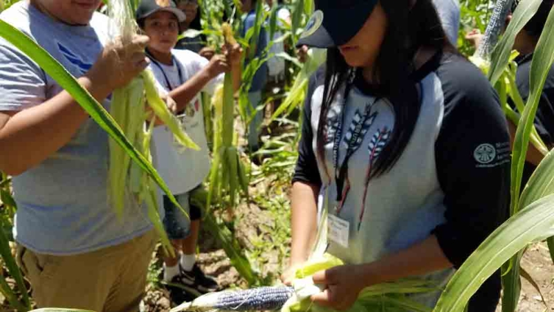 STEAAAM group corn harvest